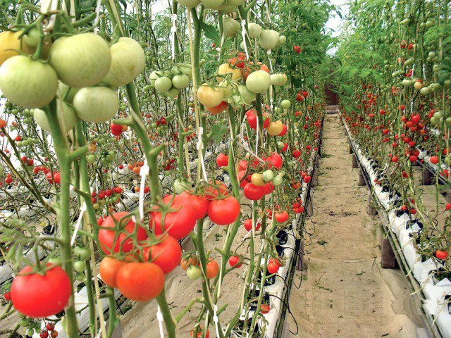 hydroponics technology to ensure food security