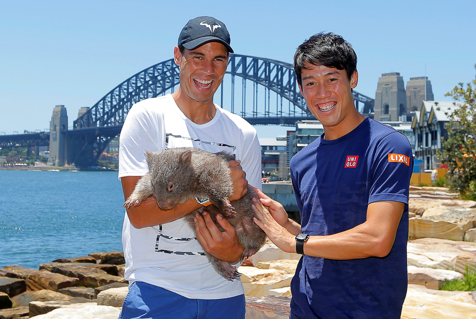 tennis players rafael nadal and kei nishikori cuddle up to lola an australian wombat photo reuters