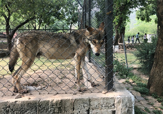 skinny wolves sick bear pakistan officials wrangle over zoo