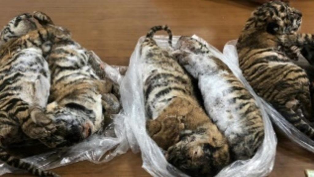 seven dead tiger cubs found in car in vietnam