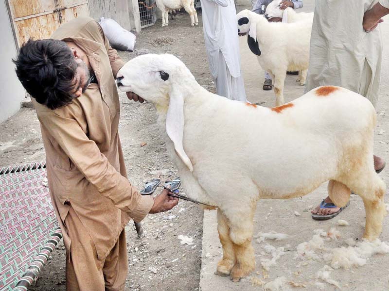 Sacrificial animals start trickling in as Eidul Azha approaches