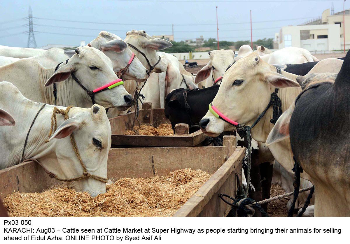 unauthorised cattle markets spring up in pindi