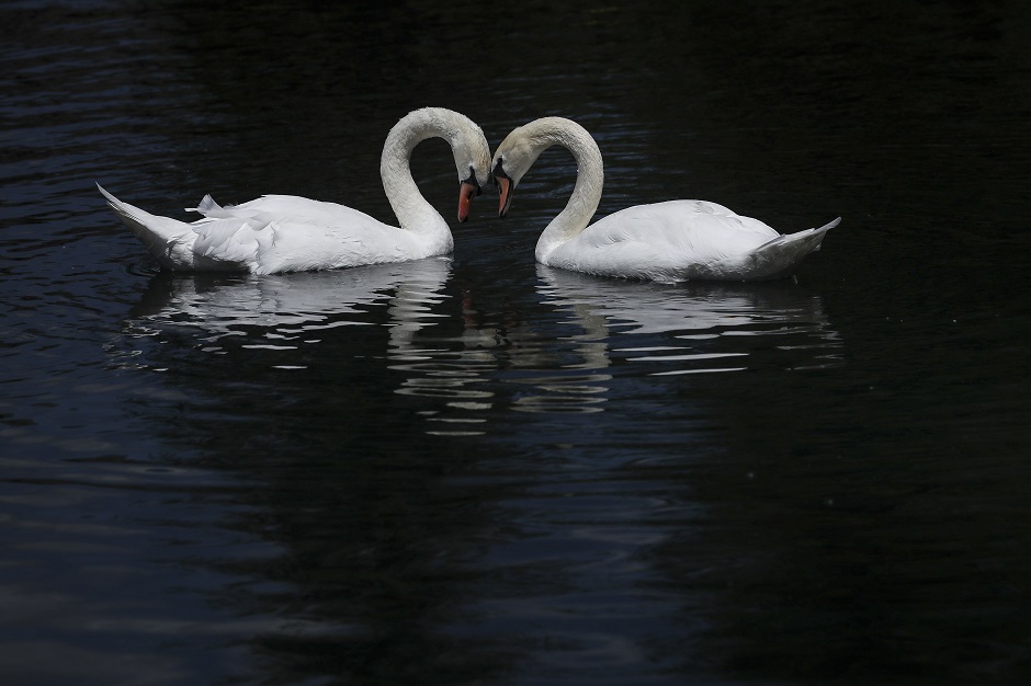 : Swans swim in a pond at the Sun Valley Resort during the annual Allen & Company Sun Valley Conference. PHOTO:AFP