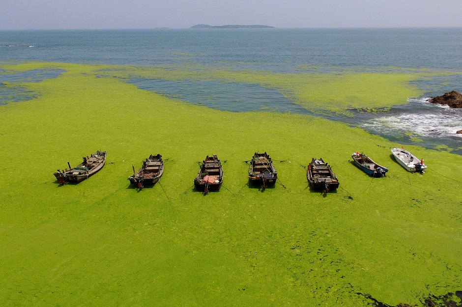  boats surrounded by algae in a bay in Qingdao, China's eastern Shandong province:AFP