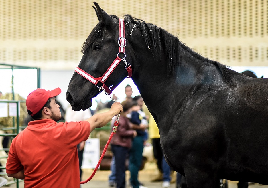 A man holds a horse by his reins during an exhibition in Bogota :AFP