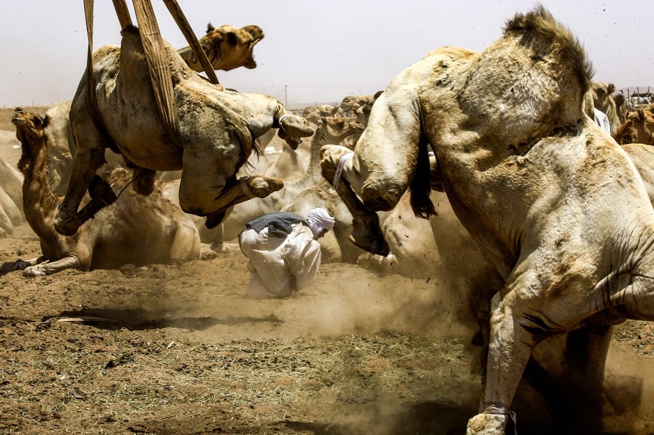 A camel struggles with bondage rope as another is lifted by a mobile crane to be loaded into a waiting truck headed to the border with Egypt where the animal was meant to be sold: REUTERS