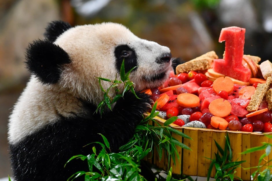 Giant panda Long Zai smells his one-year birthday cake made from fruits and vegetables prepared by the zoo staff members at the Chimelong Safari Park in Guangzhou: REUTERS