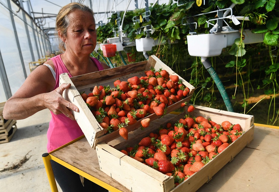 A woman transfers strawberries. PHOTO: AFP