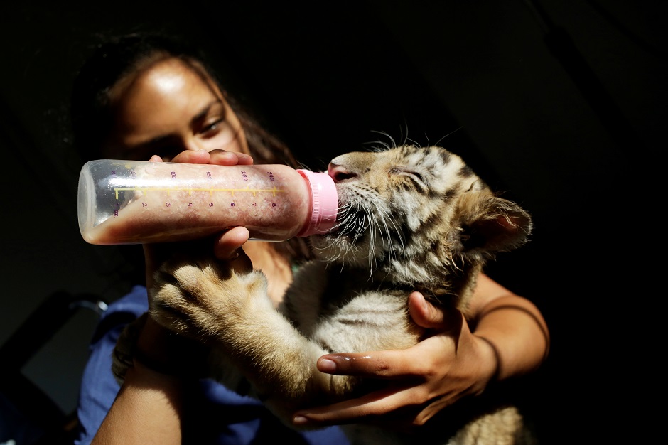 One of two bengal tiger cubs, who were rejected by their mother, is fed by a zookeeper at La Pastora Zoo in the municipality of Guadalupe, Mexico. PHOTO: Reuters