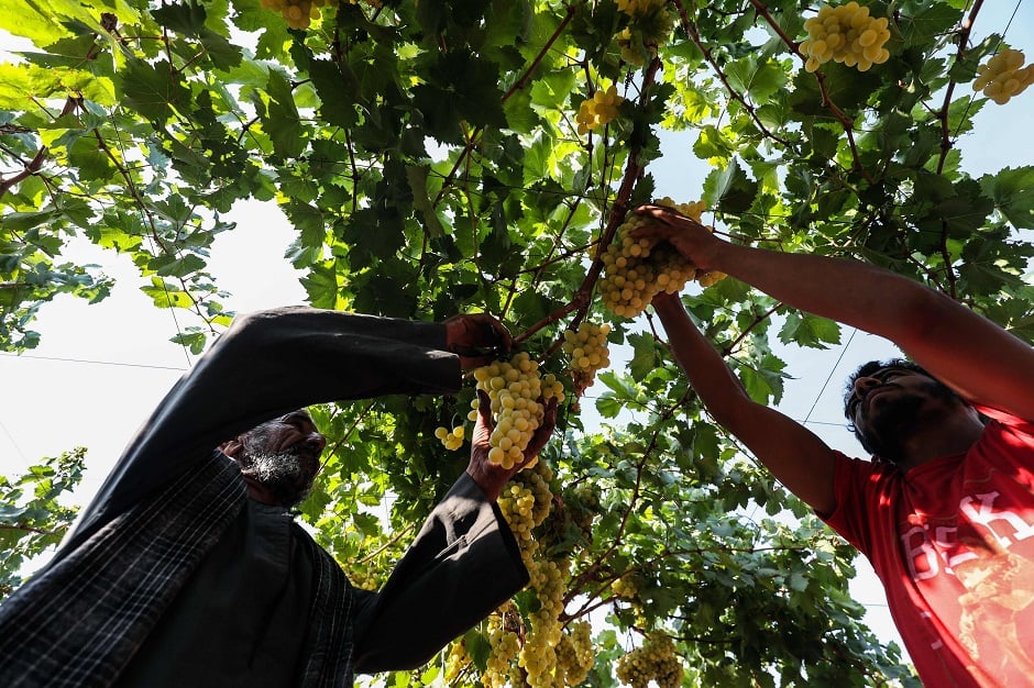 This picture shows grapes during harvests in the capital Cairo's western twin city of Giza. PHOTO: AFP