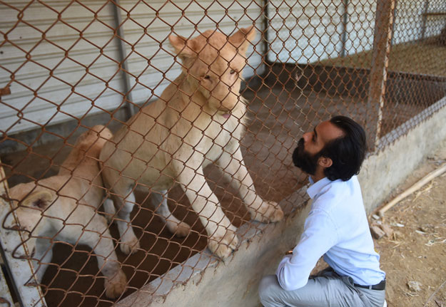 Animals-Karachi