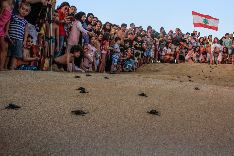 Lebanese beachgoers watch as small turtles crawl on the sandy beach of al-Mansouri near Lebanon's southern city of Tyre. PHOTO: AFP