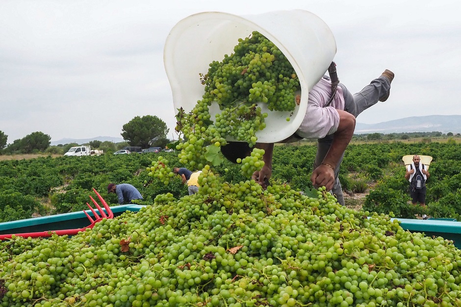 An employee working for the Domaine Lafage drops off Muscat of Alexandria grapes in a trailer during the second day of harvest in Rivesaltes. PHOTO: AFP