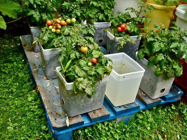 Kitchen gardening: good for the body, mind and soul | The Express Tribune