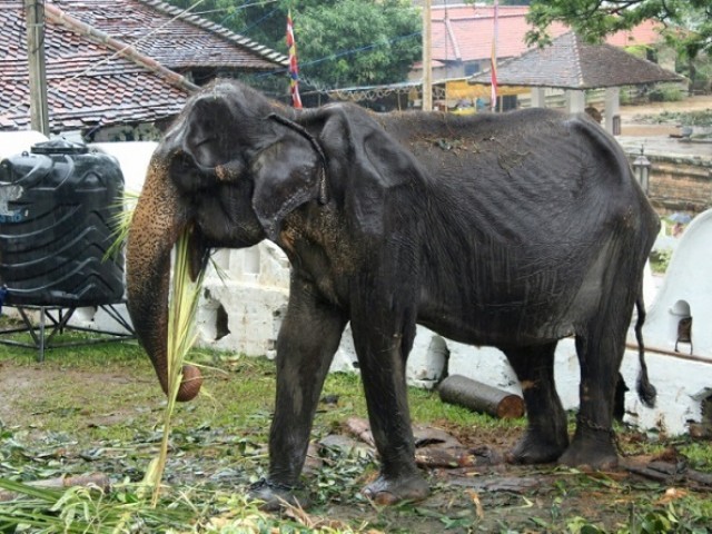 పాపం శ్రీలంక ఏనుగులు ఎలా బక్కచిక్కిపోయాయో!-The sad pathetic condition of elephants in Sri Lanka