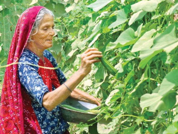 An agricultural worker picks vegetables in a field in Tando Muhammad Khan. The proposed bill would ensure she is paid the same as a male labourer doing the same work. PHOTO COURTESY: IFTIKHAR TALPUR