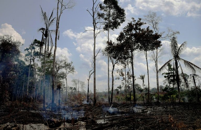 burnt and charred trees smoulder in the amazon rainforest in brazil 039 s rondonia state photo afp
