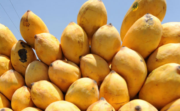 quot mango doesn 039 t face only the cold storage problem it faces a plethora of issues due to which pakistan does not export more than 5 7 of the total mango production quot said sindh abadgar board sab senior vice president mahmood nawaz shah photo afp