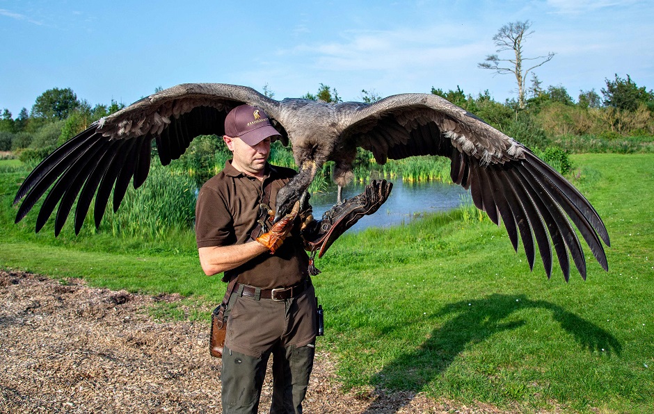Bird trainer Peter Wenzel works with the young condor named Molina at the Eagle Reserve in Bindslev, northern Jutland in Denmark. PHOTO: AFP