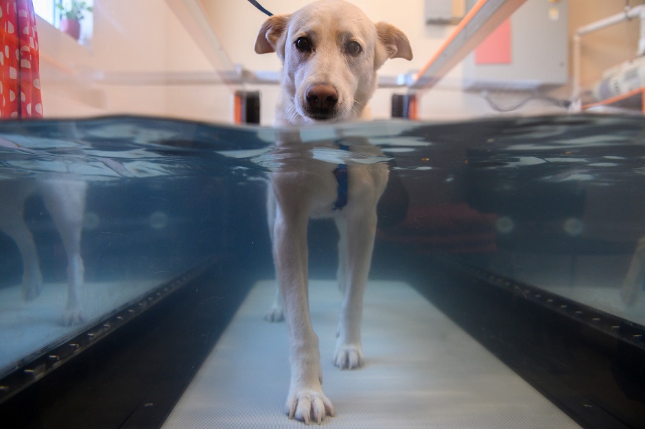 Bella walks in a hydrotherapy tank at the Friendship Hospital for Animals in Washington, DC. PHOTO: AFP