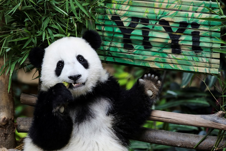 Nineteen-month-old female panda cub Yi Yi, born to parents Liang Liang and Xing Xing on loan from China, eats during her naming ceremony at the National Zoo in Kuala Lumpur, Malaysia. PHOTO: Reuters