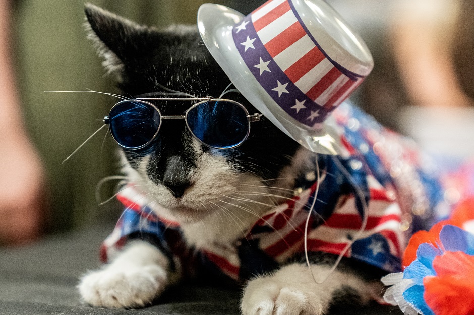 Balboo wears a patriotic flag hat at backstage before the Algonquin Hotel's Annual Cat Fashion Show in the Manhattan borough of New York City, New York, US. PHOTO: Reuters