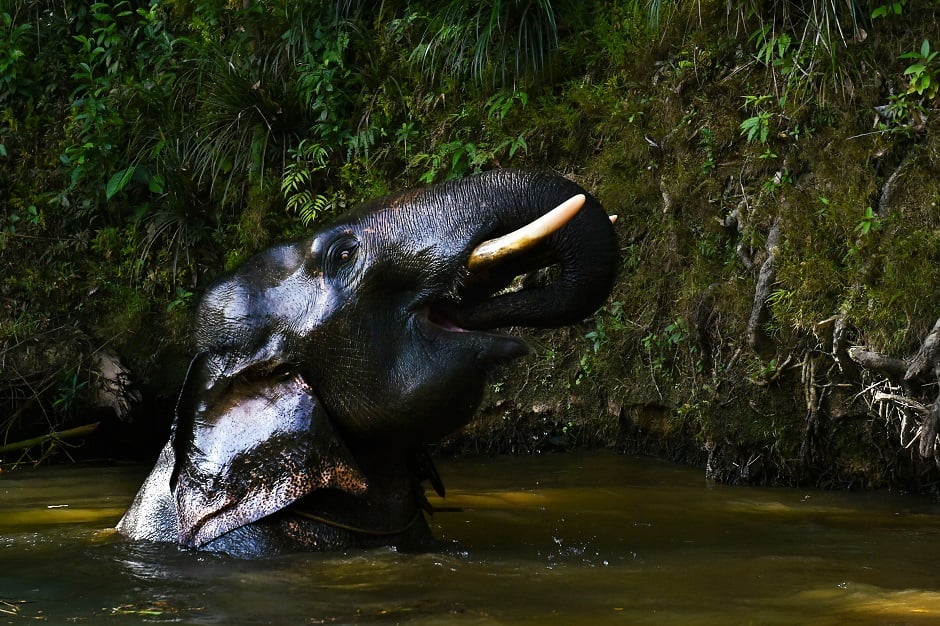 This photo shows a male Sumatran elephant bathing in a river near the Conservation Response Unit Alue Kuyun in Meulaboh, Aceh province - Sumatran elephants are a critically endangered species and face threats from poaching and rampant deforestation, with the environment ministry estimating only around 500 remain in Aceh. PHOTO: AFP