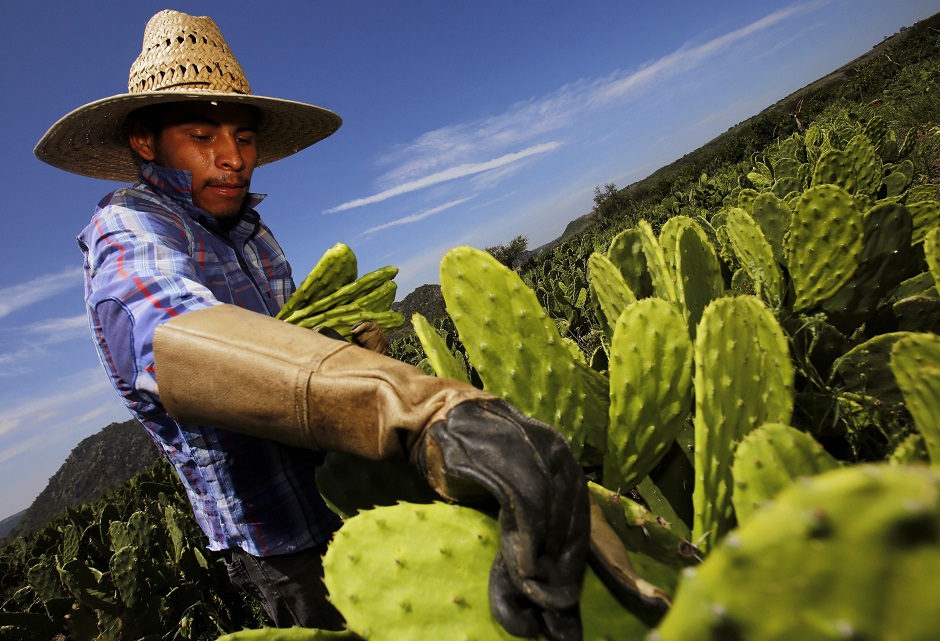 A worker collects white nopal in Zapopan, Jalisco state - Mexican scientist Sandra Pascoe Ortiz developed a biodegradable plastic made with the juice of Nopal (Opuntia cacti), from which objects, such as non-polluting disposable packages, can be manufactured. PHOTO: AFP