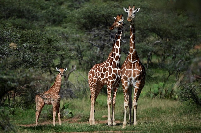 In Kenya, as across the African continent, the world's tallest mammals are less abundant than they once were, their numbers having quietly yet steadily declined in recent decades.  PHOTO: AFP