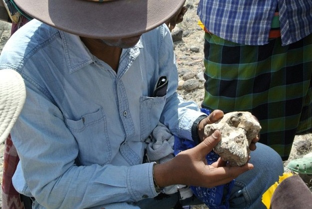 The 3.8-million-year-old skull of the early human was unearthed in Ethiopia. PHOTO: AFP