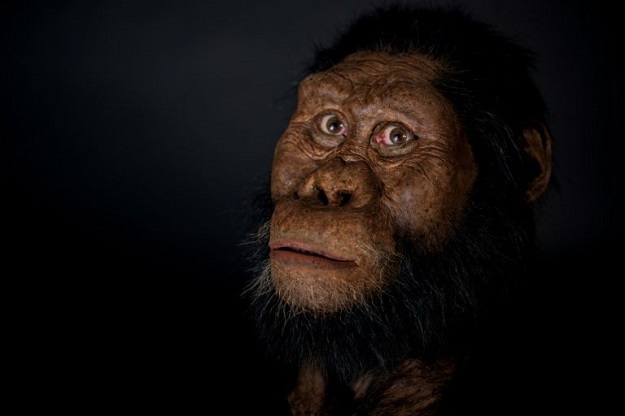 Facial reconstructions show a hominid with cheekbones projected forward, a prominent jaw, a flat nose and a narrow forehead. PHOTO: AFP