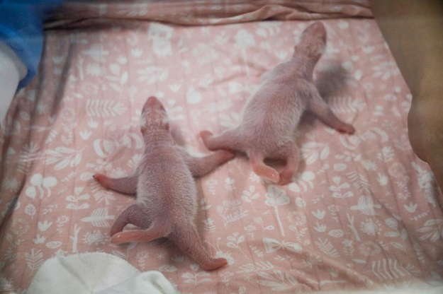 This handout picture released on August 9, 2019 by the Pairi Daiza animal park shows two baby pandas shortly after their birth in Brugelette. PHOTO: AFP