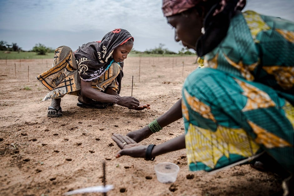 In this photo a woman plants some seeds as part of a tree plantation project to reforest the Sahel in Malamawa village, Zinder Region. PHOTO: AFP