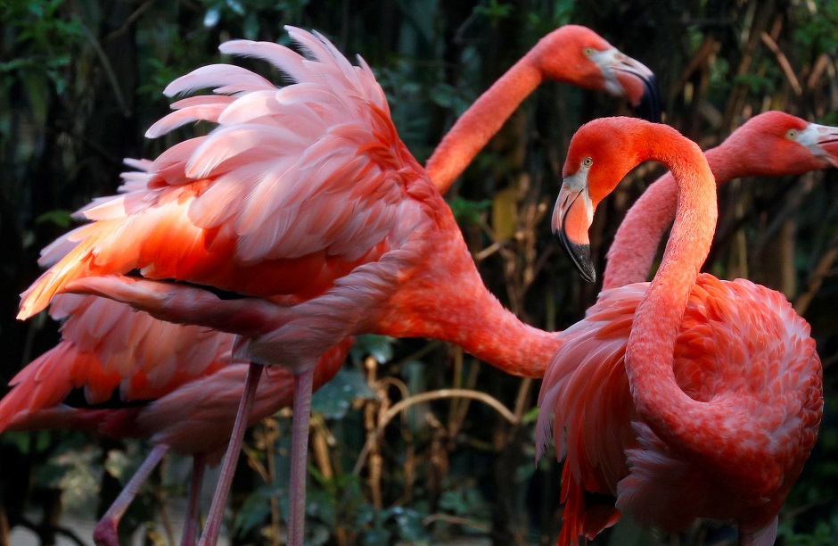 Flamingos are pictured in an enclosure at Pairi Daiza wildlife park, a zoo and botanical garden in Brugelette, Belgium. PHOTO: Reuters