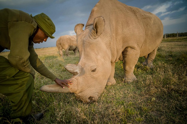 A handout image made available by the Ol Pejeta Conservancy on August 23, 2019, shows keeper James Mwenda stroking the horn of female northern white rhino Najin, 30. PHOTO: AFP