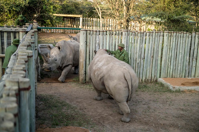 northern white rhinoceros december 2018
