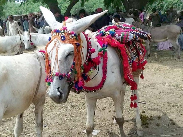 The donkeys are given a persona of their own which is often reflected in their unique names, such as Mahduri, Sheela, much to the amusement of visitors. They are also adorned with  tassels, ribbons and the like, to look more attractive for buyers. PHOTOS: EXPRESS 