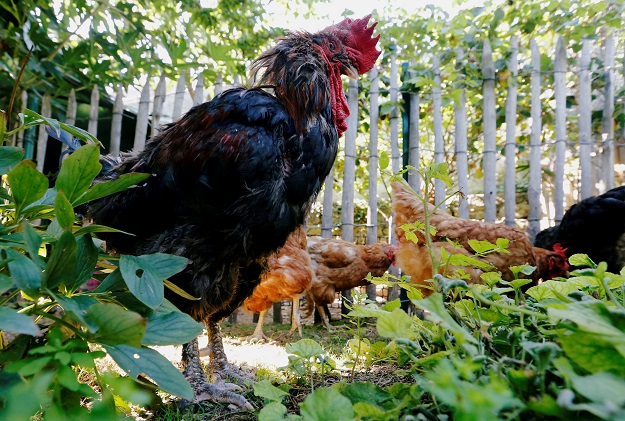 Maurice, the rooster of Corinne Fesseau. PHOTO: REUTERS