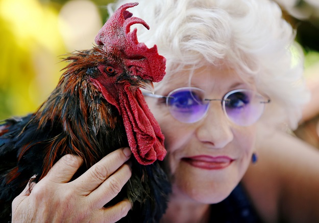 Corinne Fesseau poses with her rooster Maurice, whose loud crows landed him in court accused of noise pollution, in Saint-Pierre-d'Oleron, France August 31, 2019. PHOTO: REUTER