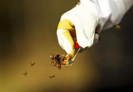 Honey bees. PHOTO: REUTERS