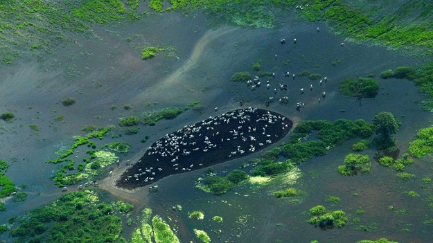 An aerial view of grazing cattle at the Pantanal wetlands in Mato Grosso state, Brazil. PHOTO: AFP