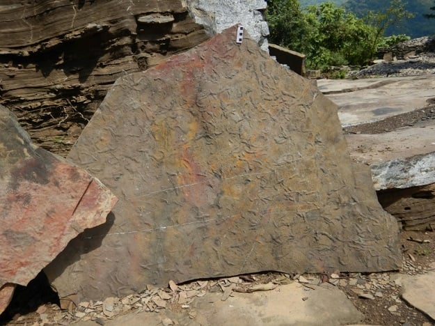 This Virginia Tech University handout picture shows fossilised traces left by the Yilingia spiciformis millions of years ago. PHOTO: AFP.