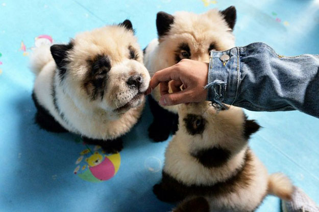 Panda dog. PHOTO: AFP