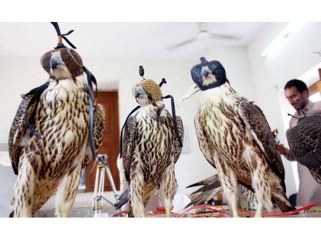 According to the wildlife department, 10 rare falcons were rescued from smugglers who were attempting to send them to the Gulf States. PHOTO: ONLINE