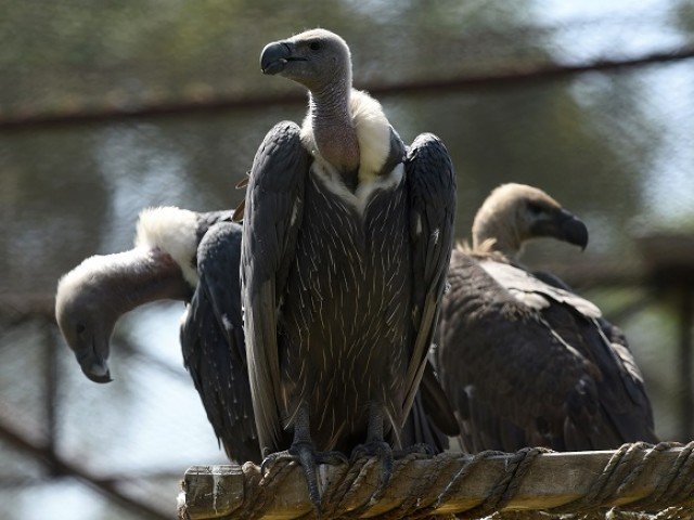 drugs food shortages and tree felling especially those with vulture nests reasons for declining number of vultures photo afp file