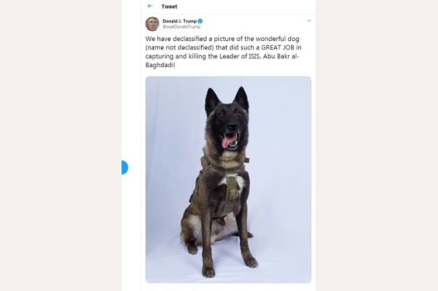 hero dog to get a white house homecoming says trump