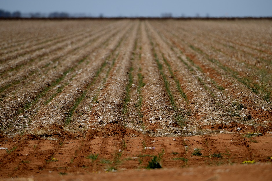  A field is sprinkled with the remnants of cotton after a harvest in Trangie, Australia. PHOTO: REUTERS