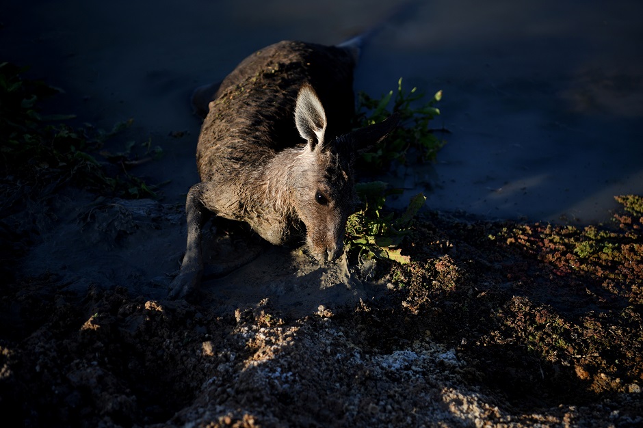 An injured kangaroo struggles in the muddy riverbed before being put out by concerned campers, on the Darling River. PHOTO: REUTERS