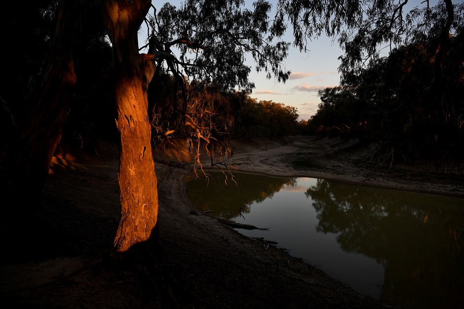 The trunk of a gum tree glows as the sun sets over what is left of the Darling River. PHOTO: REUTERS