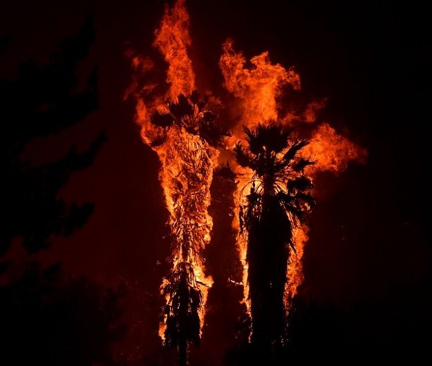 Palm trees explode into flames from a wind-driven wildfire in Californai (Photo: Reuters)